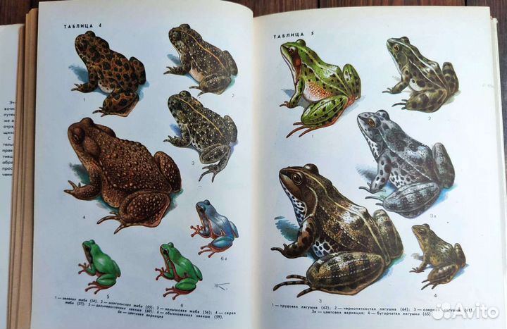 Земноводные и пресмыкающиеся. Patrick Boussignac