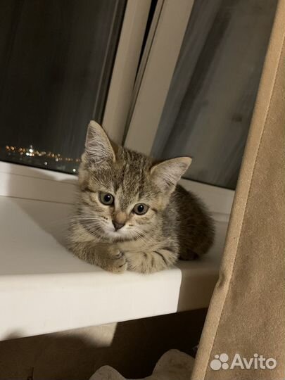 Отдам в добрые руки котенка девочку