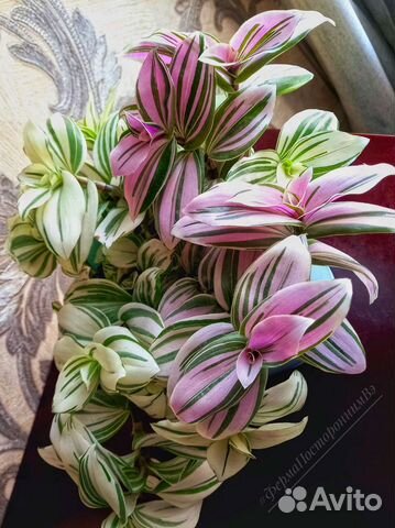 Традесканция белая и розовая