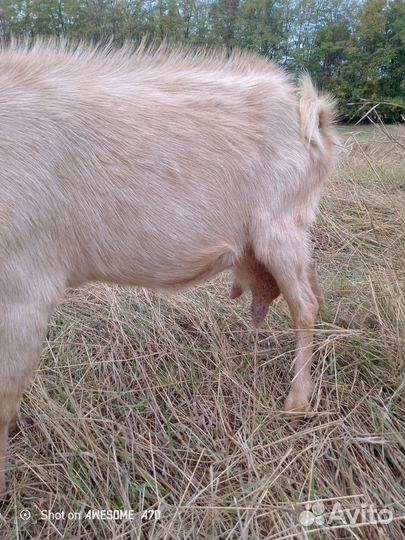 Коза и две козочки