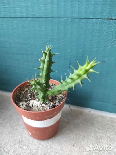 Суккуленты