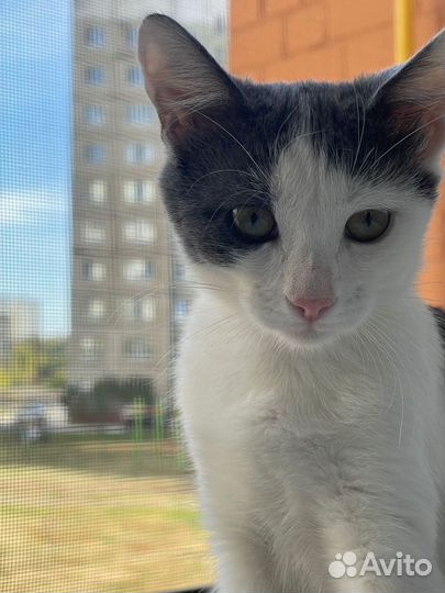Котенок в добрые руки