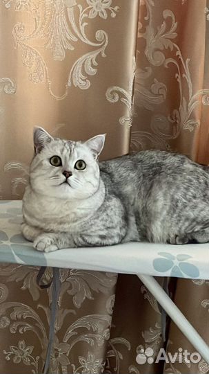 Шотландец вязка