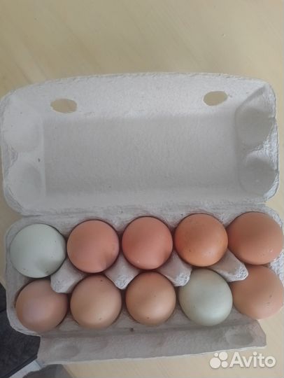 Домашние куриные яйца