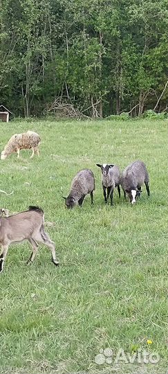 Овцы бараны