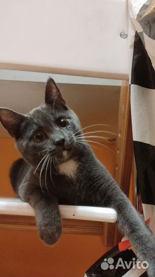 Котик в добрые руки