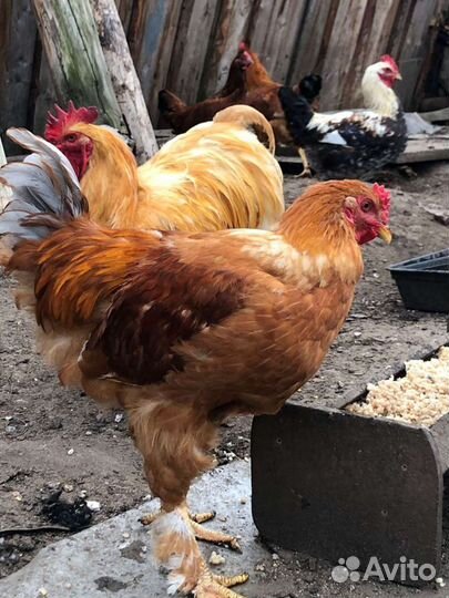 Домашние петушки