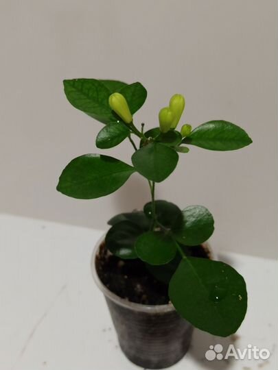 Мирт, мурайя,карисса