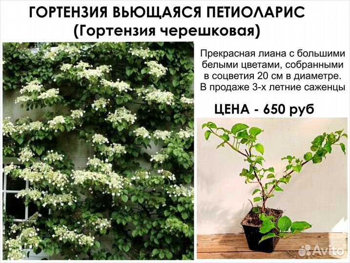 Цветы многолетние, лианы, кусты Цены от