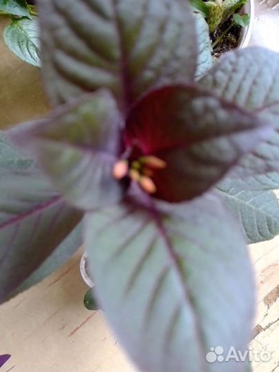 Сингониумы и др