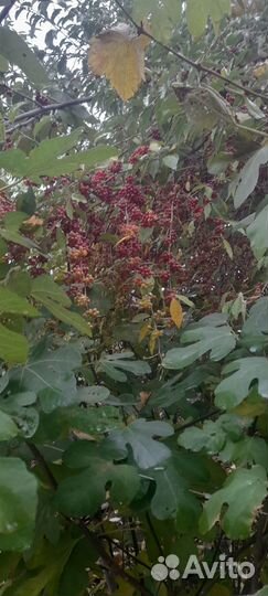 Облепиха Садовая - ягоды свежемороженные - сочные