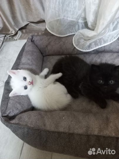 Британская