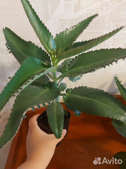 Каланхоэ дегремона лечебный