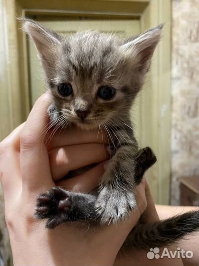 Мейн-кун помесь