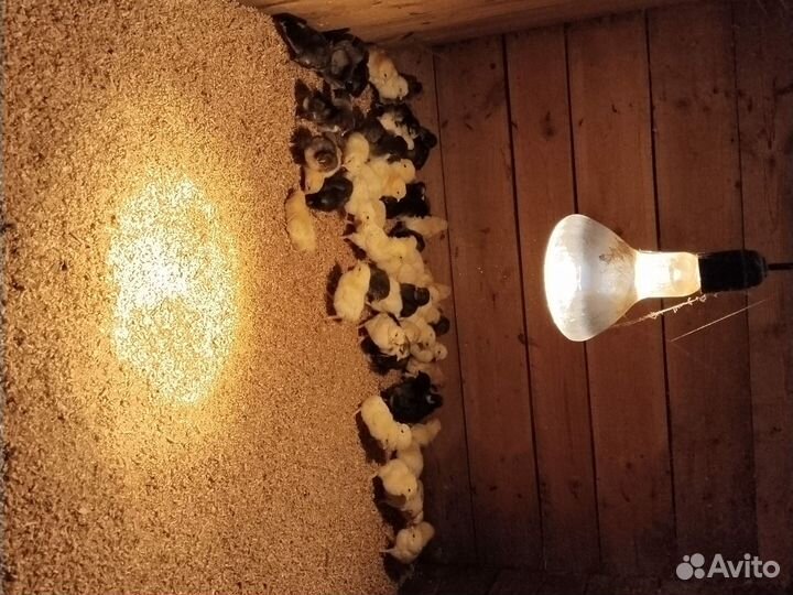 Цыплята суточные