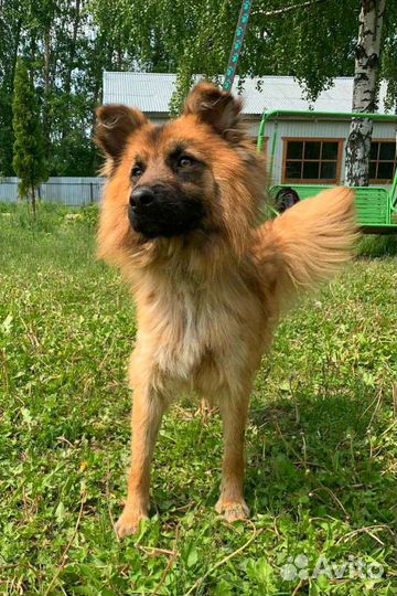 Собака в дар