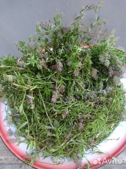 Краснодарский чабрец,урц