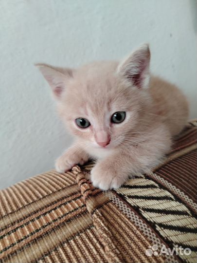 Котенок персиковый