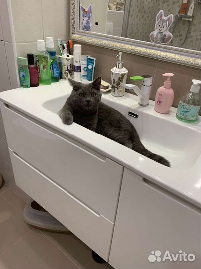 Отдам кота в добрые руки
