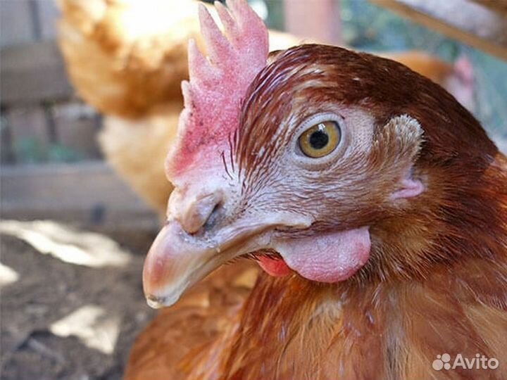 Куры несушки
