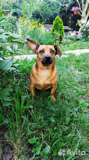 Собака в добрые руки