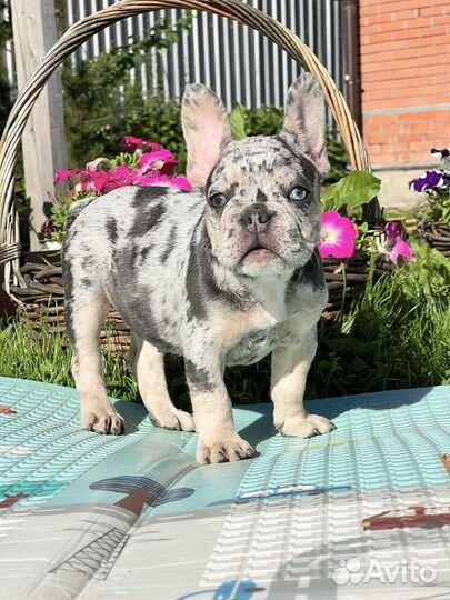 Французский бульдог мерле