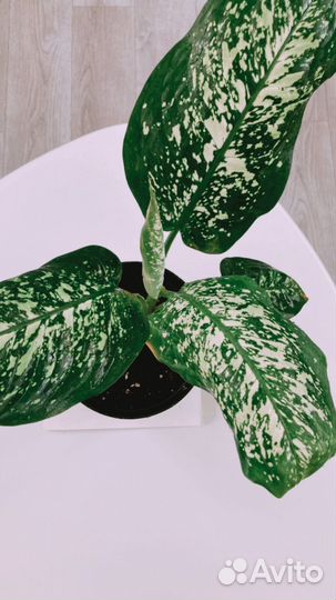 Диффенбахия