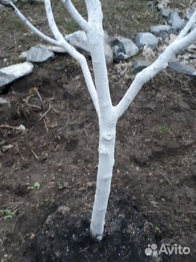 Большой выбор саженцев деревьев. и кустарников