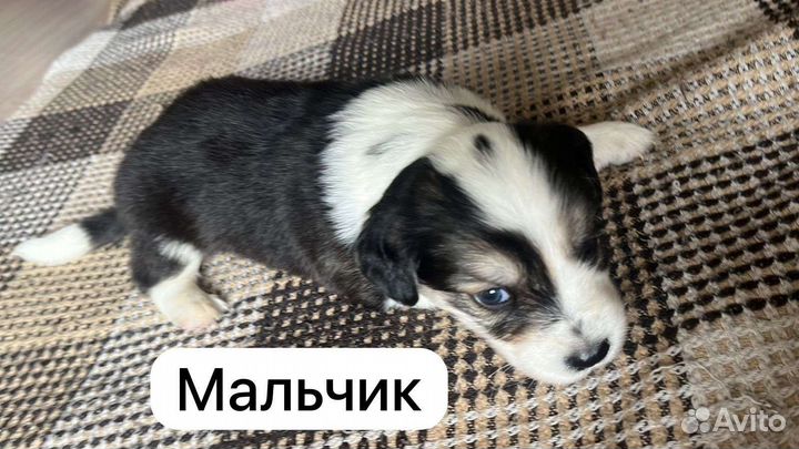 Собаки бесплатно в добрые руки щенки