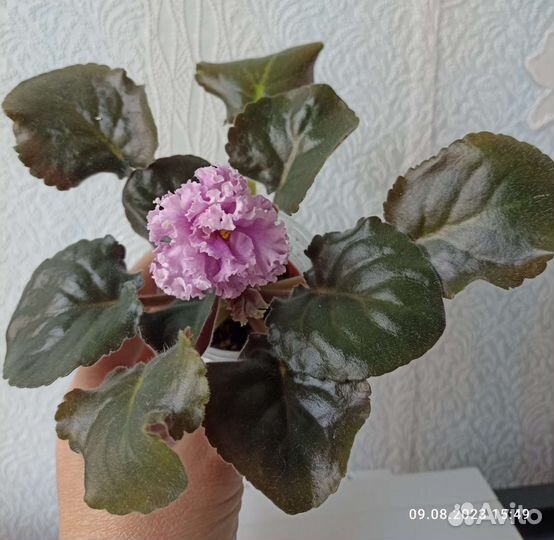 Сортовые фиалки цветущий стартер