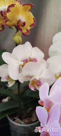 Орхидеи 4шт