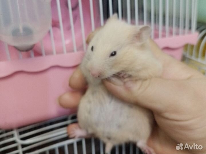 Серийские хомяки 3 недели