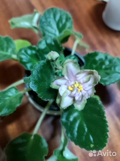 Фиалки сортовые