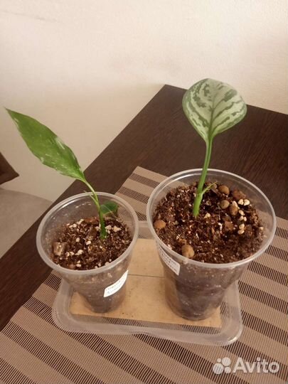 Оксалис, аглаонема, маранта бьюти Ким, кофе