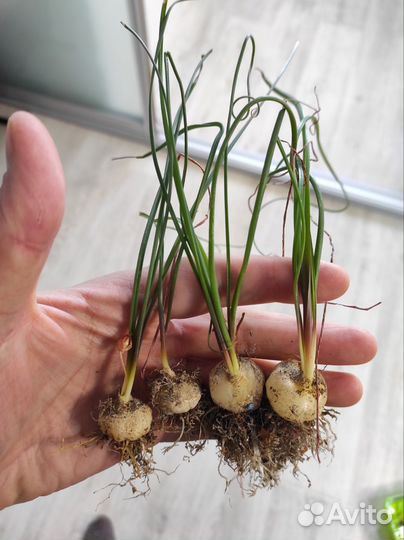 Albuca spiralis