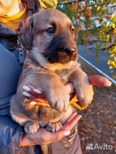 В добрые руки мальчик