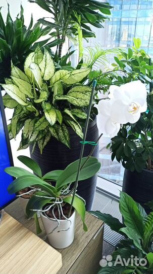 Консультации и подбор растений на участок и в дом