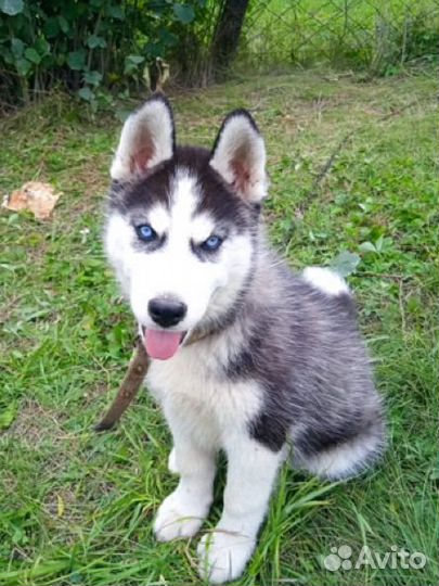 Щенки сибирской хаски мальчик