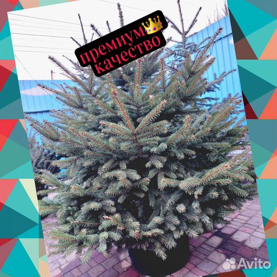 Ель живая в горшке