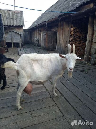 Дойные козы с козлятами