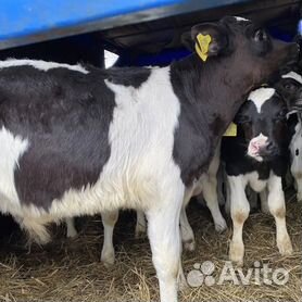 Как откормить бычков на мясо в домашних условиях