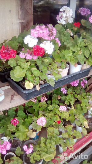 Пеларгония герань