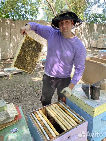 Продаются пчелы