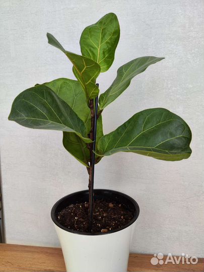 Фикус лирата бамбино