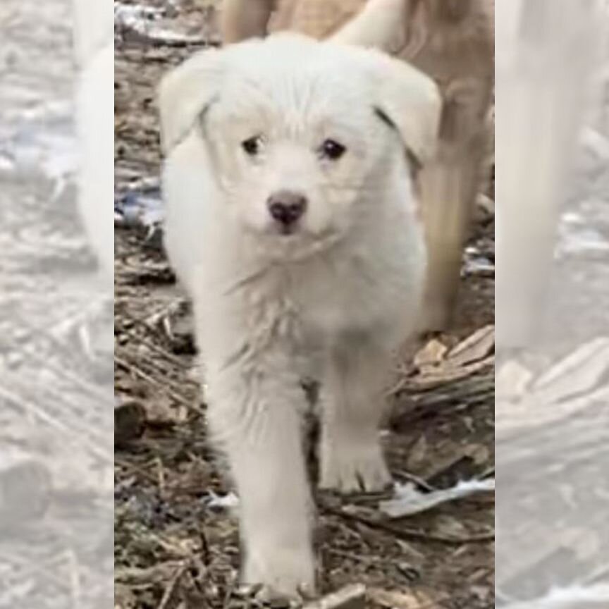 Отдам щенка в надёжную семью