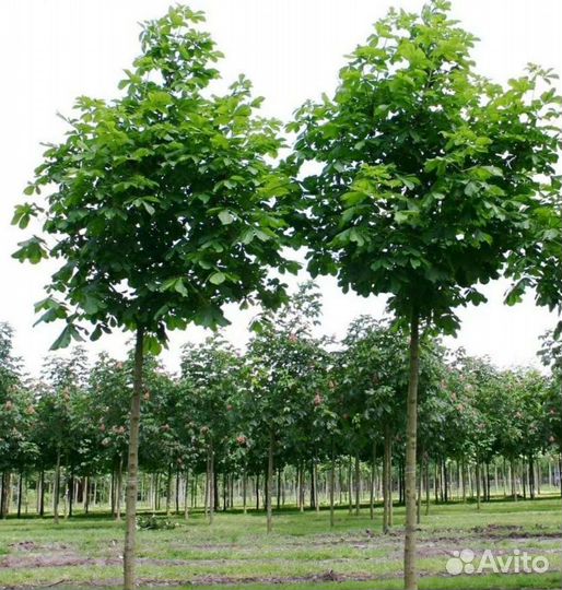 Каштан конский