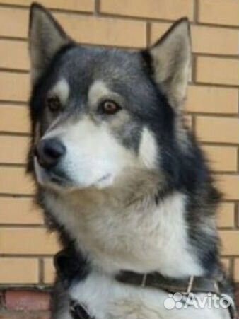 Щенки хаски от Аки Ко