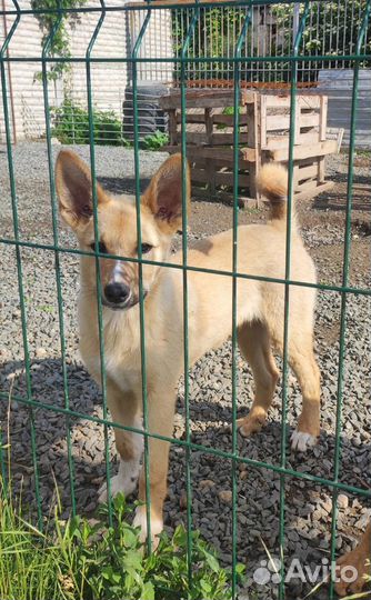 Алиска ищет дом