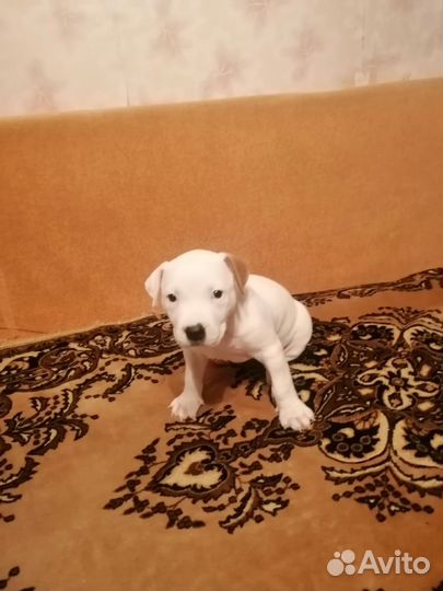 Шинок питбуля