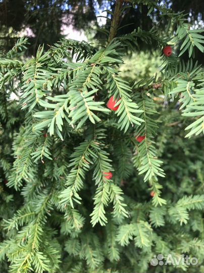 Тисс ягодный